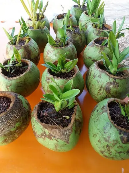 Plante mudinhas no coco verde