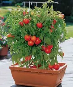 Plante tomatinhos cereja