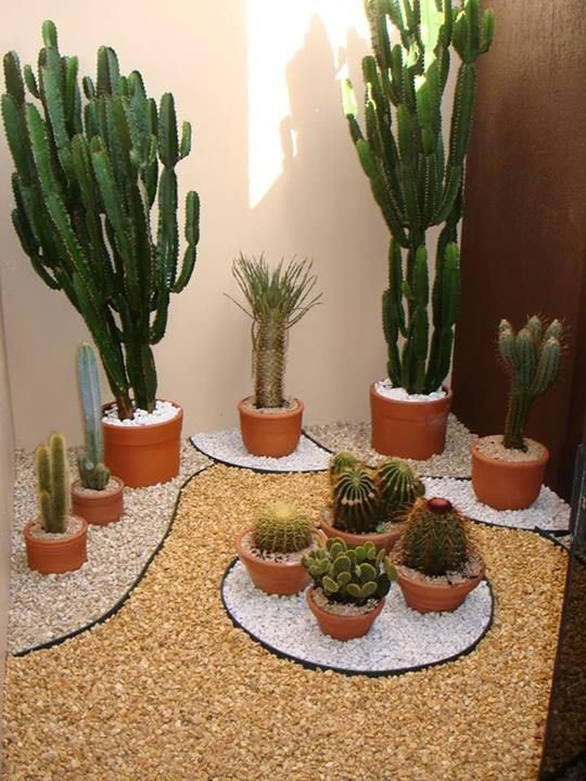Cactos E Suculentas 20 Inspira es Lind ssimas Para O Seu Jardim 