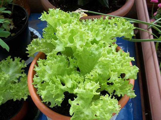 Plante alface Plante alface