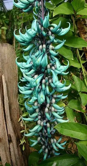 Flor de Jade