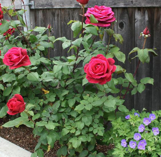 Flores para Jardim: Mini rosas