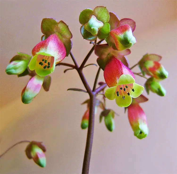 Flor de kalanchoe miniata