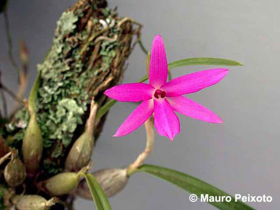 Tipos de Orquídeas: Isabelia violácea