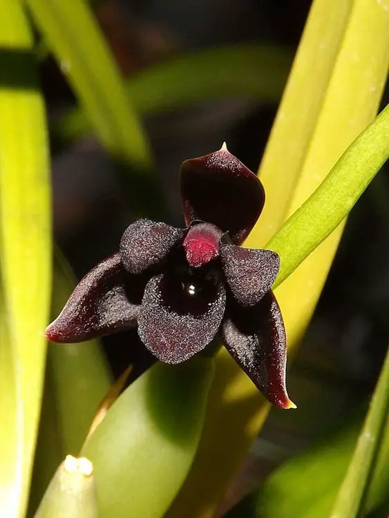 Tipos de Orquídeas: Brasilorchis schunkena