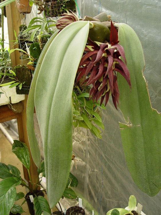 Bulbophyllum fletcherianum Pearson