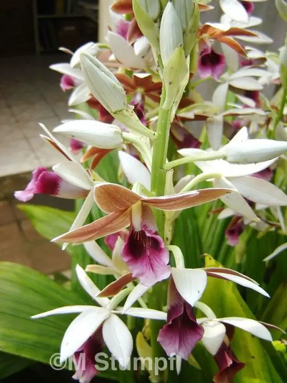 Orquídea Capuz de Freira