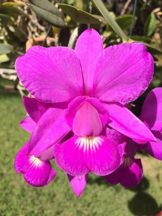 Tipos de Orquídeas: Cattleya walkeriana