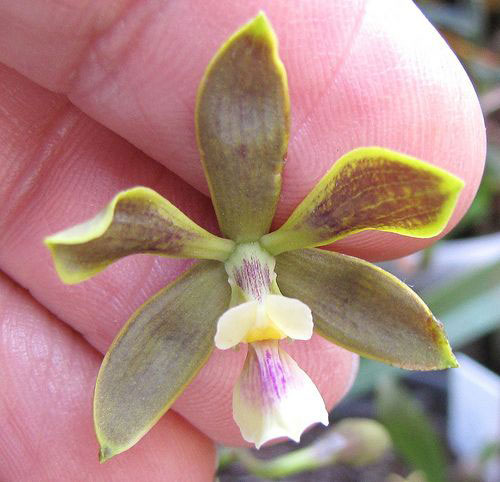 Tipos de Orquídeas: Encyclia patens