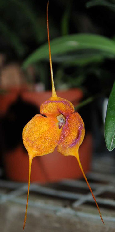 Tipos de Orquídeas: Masdevallia