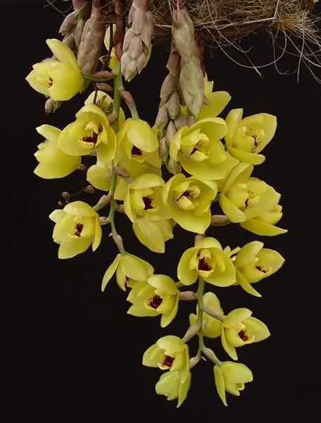 Orquídea Acineta