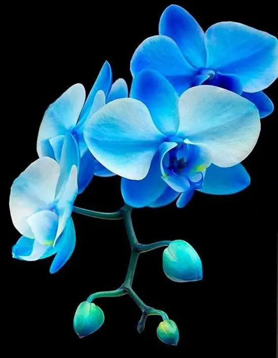 Orquídea Azul