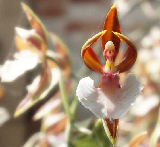 Orquídea Bailarina
