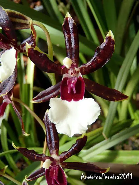 Orquídea Bakerara Samurai