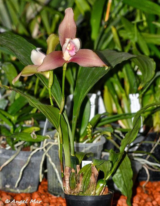 Orquídea Lycaste
