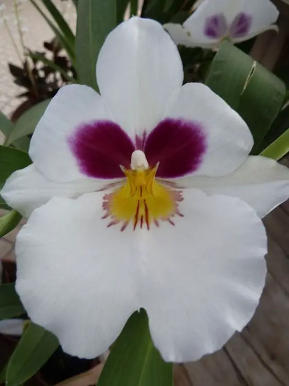 Orquídea Miltonia
