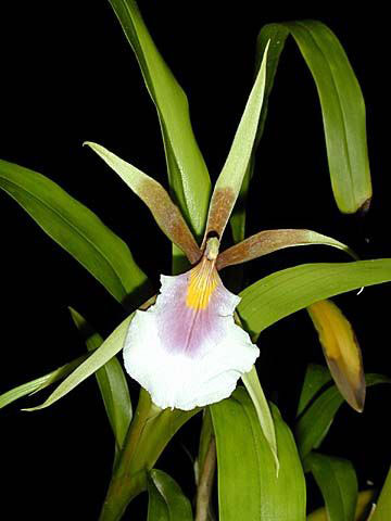 Orquídeas Aspásia