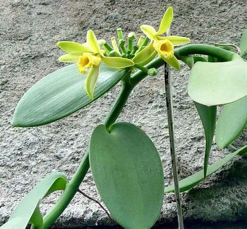 Orquídeas Baunilha
