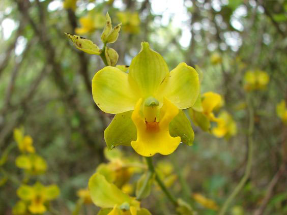 Orquídeas Cirtopodium