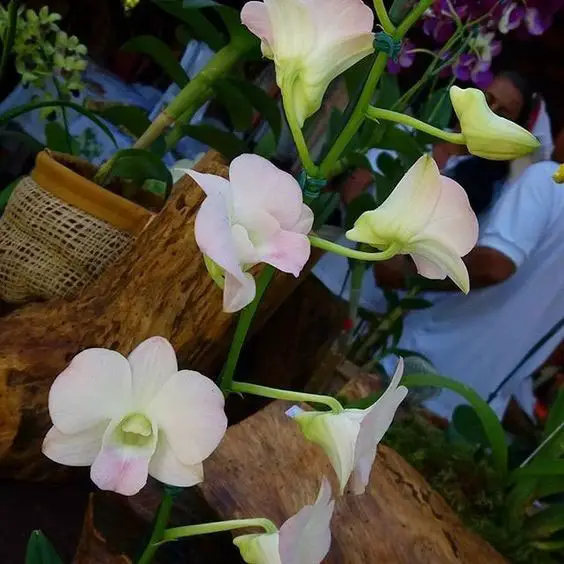 Orquídeas Denphal
