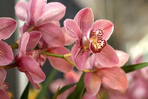 Orquídeas Cymbidium