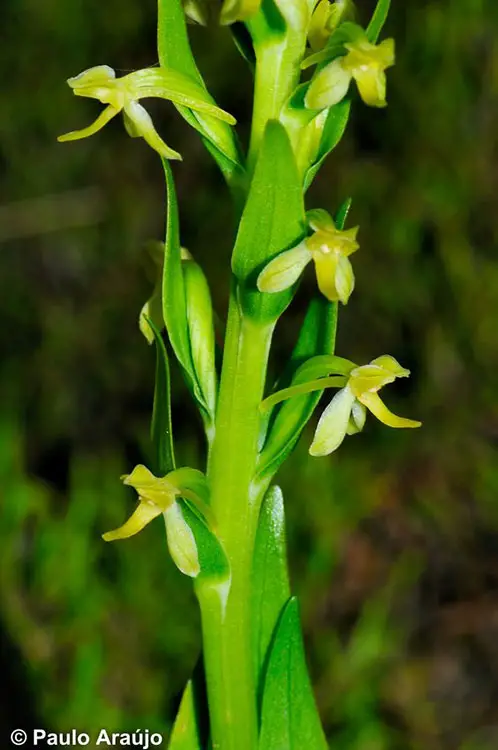 Tipos de Orquídeas: Plantanthera azoica
