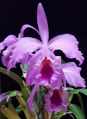 Tipos de Orquídeas: Rainha do Nordeste