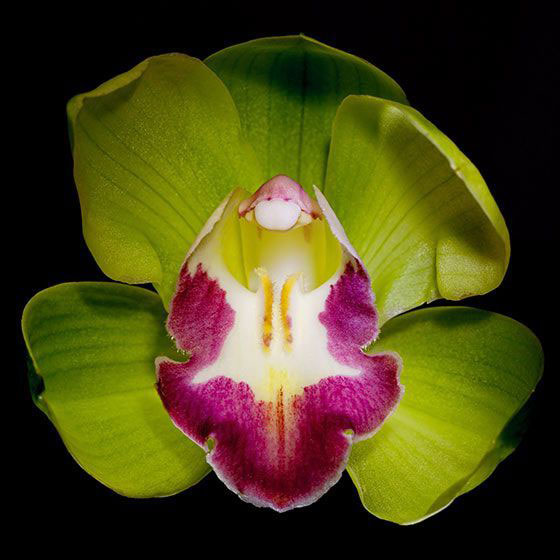 Tipos de Orquídeas: Shenzhen Nongke