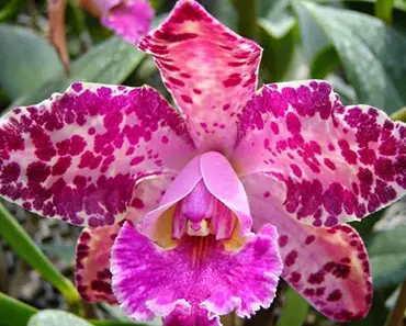 Tipos de Orquídeas: Separamos 50 Espécies Que Você Precisa Conhecer!