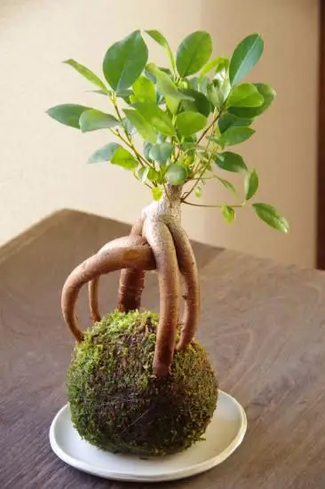 Kokedama com bonsai