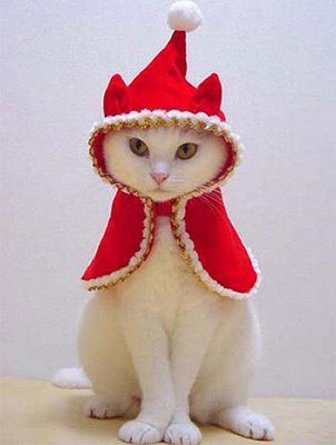 Roupas de Natal para gatos Roupas de Natal para gatos