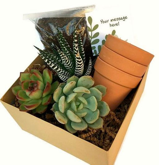 Cestinha para sua mãe plantar suculentas Cestinha para sua mãe plantar suculentas
