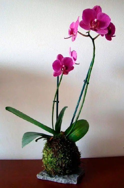 Kokedama com orquídea