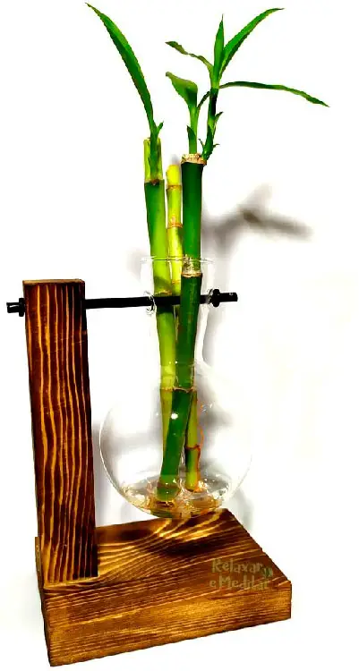 Ideias de presentes para quem gosta de plantas bambu da sorte